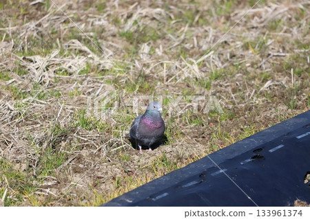 Pigeons resting in a rice field Pigeons resting in a rice field 133961374