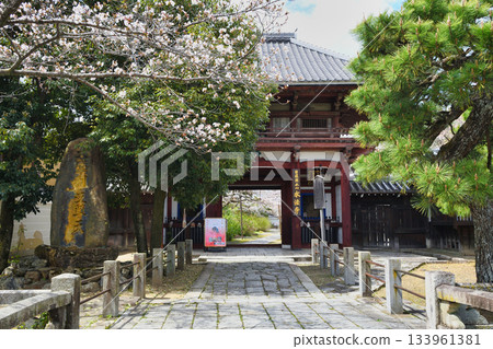 京都本峰寺:仁王門與美麗的櫻花(京都府京都市上京區) 京都本峰寺:仁王門與美麗的櫻花(京都府京都市上京區) 133961381