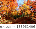 香嵐溪楓樹隧道秋景 133961406