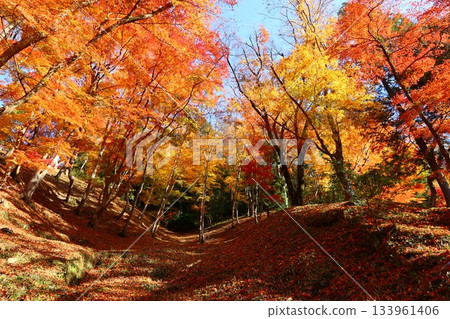 Autumn scenery of the maple tunnel in Korankei 133961406