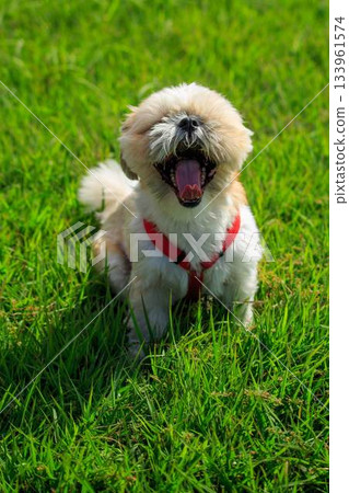 Dog walk Dog walk 133961574