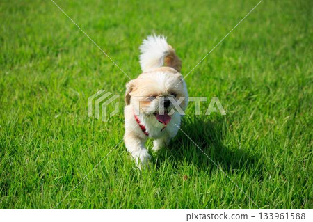 Dog walk Dog walk 133961588