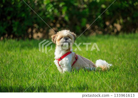 Dog walk Dog walk 133961613