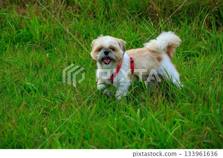 Dog walk Dog walk 133961636
