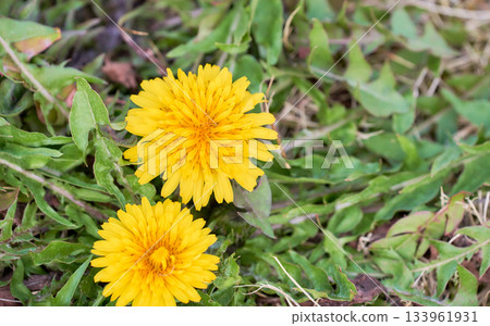 Two dandelion flowers blooming vigorously on the ground Two dandelion flowers blooming vigorously on the ground 133961931