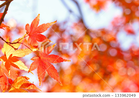 A close-up of a beautiful maple leaf with its veins against the backdrop of a maple tree and sunlight filtering through the leaves A close-up of a beautiful maple leaf with its veins against the backdrop of a maple tree and sunlight filtering through the leaves 133962049