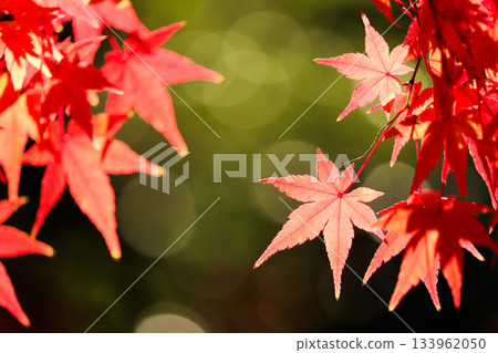 Close-up of red maple leaves with sunlight filtering through the leaves on a black background 133962050