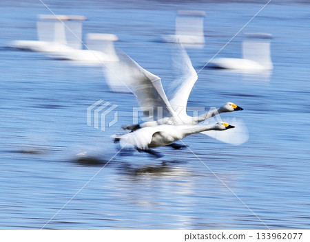 A swan dashing across the water A swan dashing across the water 133962077