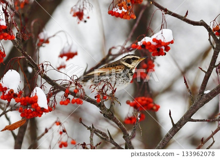 A thrush eating rowan berries A thrush eating rowan berries 133962078