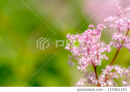 初夏的色彩：繡線菊（Spiraea ulmoides） 133962183
