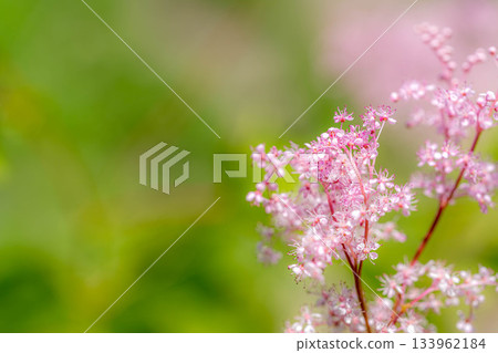 初夏的色彩:繡線菊(Spiraea ulmoides) 初夏的色彩:繡線菊(Spiraea ulmoides) 133962184