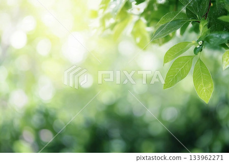 Beautiful nature view of green leaf on blurred greenery background in garden and sunlight with copy space using as background natural green plants landscape, ecology, fresh wallpaper concept. Beautiful nature view of green leaf on blurred greenery background in garden and sunlight with copy space using as background natural green plants landscape, ecology, fresh wallpaper concept. 133962271