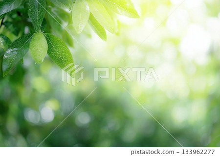 Beautiful nature view of green leaf on blurred greenery background in garden and sunlight with copy space using as background natural green plants landscape, ecology, fresh wallpaper concept. 133962277