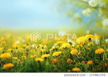 Spring summer blurred natural background. Beautiful meadow field with fresh grass and yellow dandelion flowers against sky. 133962350