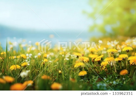 Spring summer blurred natural background. Beautiful meadow field with fresh grass and yellow dandelion flowers against sky. 133962351