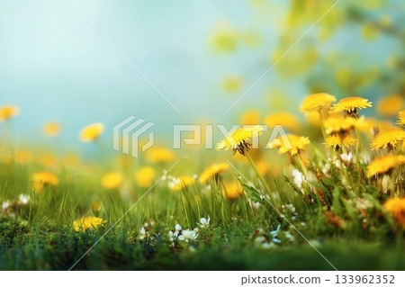 Spring summer blurred natural background. Beautiful meadow field with fresh grass and yellow dandelion flowers against sky. Spring summer blurred natural background. Beautiful meadow field with fresh grass and yellow dandelion flowers against sky. 133962352