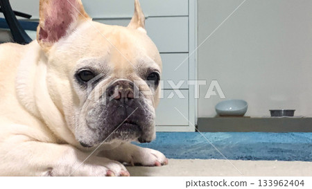 法國鬥牛犬正在等待食物 法國鬥牛犬正在等待食物 133962404