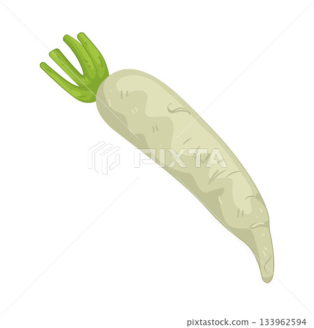 Illustration of white radish Illustration of white radish 133962594
