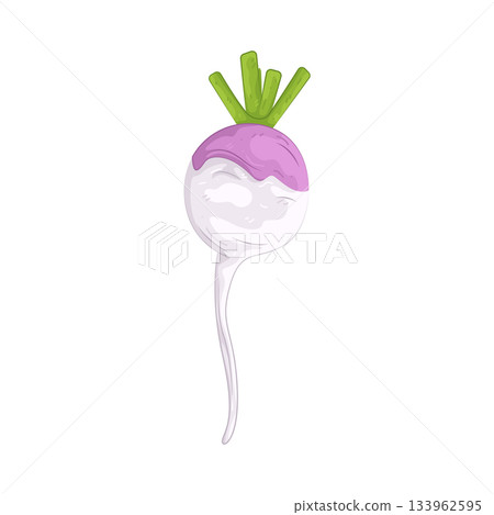 Illustration of rutabaga Illustration of rutabaga 133962595