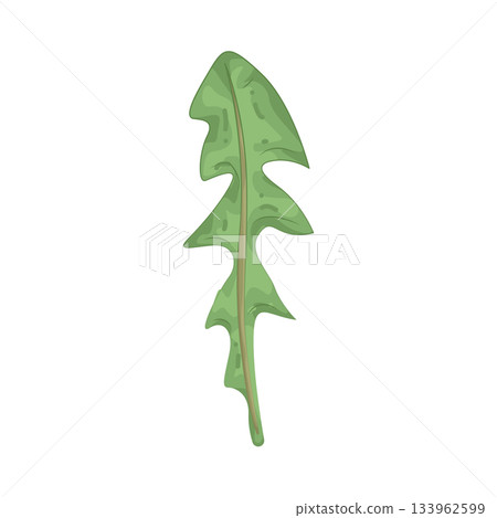 Illustration of arugula Illustration of arugula 133962599