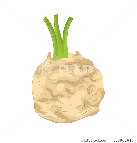 Illustration of celeriac Illustration of celeriac 133962615
