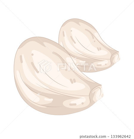 Illustration of garlic  133962642