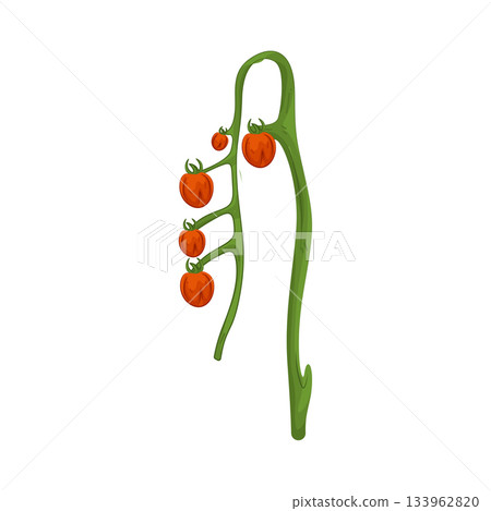 Illustration of tomato plant  133962820