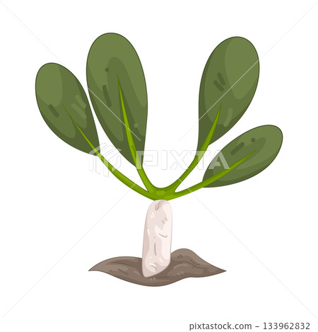 Illustration of white radish Illustration of white radish 133962832