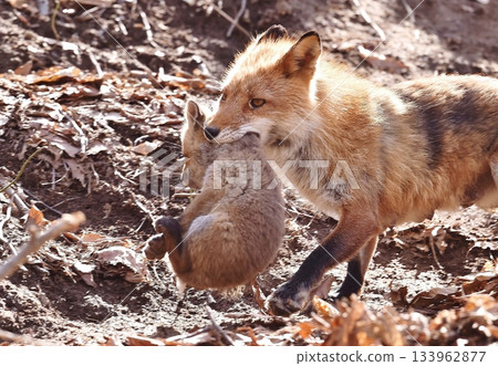 The fox moves The fox moves 133962877