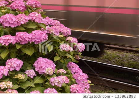 Inokashira Line Hydrangea Hamadayama 133962898