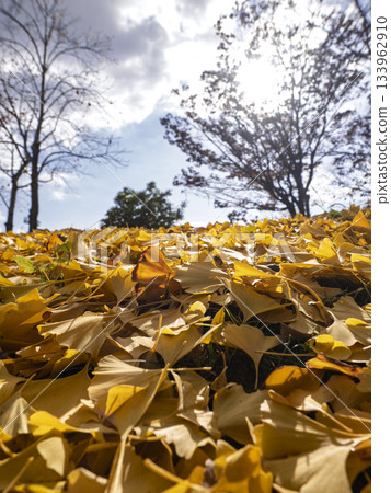 A golden carpet of ginkgo trees sparkling in the sunlight A golden carpet of ginkgo trees sparkling in the sunlight 133962910