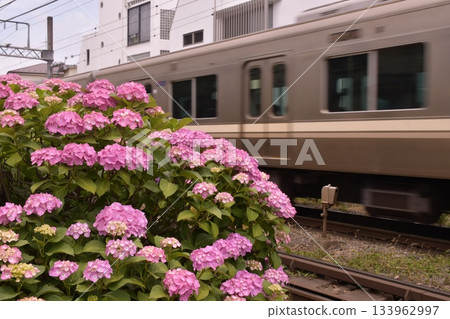 Inokashira Line Hydrangea Hamadayama 133962997