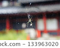 蜘蛛網中的Nephila clavata 133963020