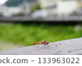 一隻蜻蜓棲息在欄杆上 133963022