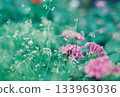晨露中閃閃發光的五葉草 133963036