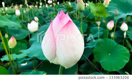 Saga lotus buds 133963208