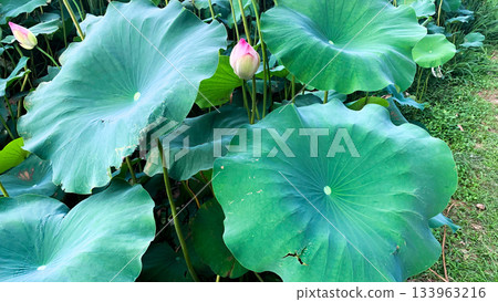 Saga lotus buds 133963216