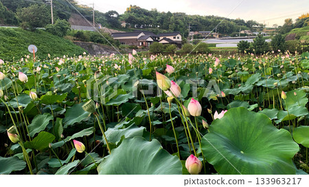 Saga lotus buds Saga lotus buds 133963217