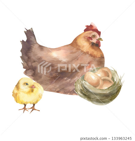 Farm hen with yellow baby chick, nest with eggs watercolor illustration. Hand drawn farm birds, small chick and brown mother hen clipart for rustic life design, eco organic product packing 133963245