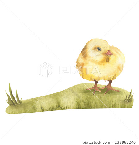 Farm rustic illustration with small yellow chicken on green grass watercolor clipart. Isolated home pet, fluffy farm bird painting for rustic life, kid's book, sticker, village animal design. Farm rustic illustration with small yellow chicken on green grass watercolor clipart. Isolated home pet, fluffy farm bird painting for rustic life, kid's book, sticker, village animal design. 133963246