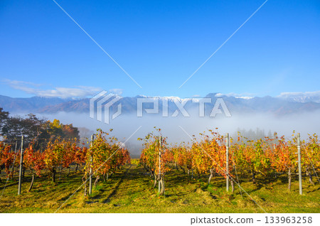 北阿爾卑斯山、雲海和葡萄園 [池田町，北安津郡] 133963258