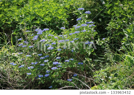Rainy season flower Hydrangea 146 Rainy season flower Hydrangea 146 133963432