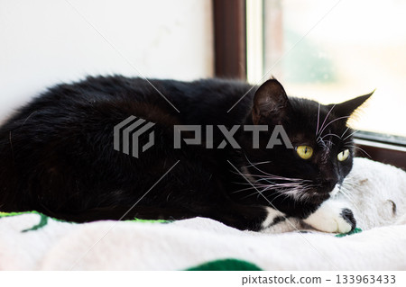 Silent cat enjoying sunny day, Serene feline lounging peacefully by sunlit window inside house 133963433