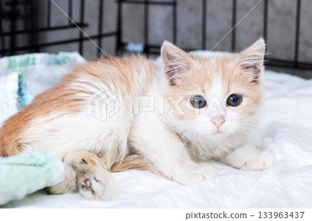 Adorable kitten resting, Sweet kitten with wide eyes displayed in cozy shelter environment 133963437