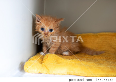 Young feline taking refuge quietly, Frightened ginger kitten finds comfort within snug corner Young feline taking refuge quietly, Frightened ginger kitten finds comfort within snug corner 133963438