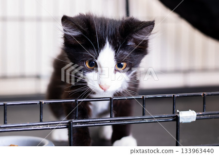 Curious kitten watches attentively, Sweet small cat gazes through bars Curious kitten watches attentively, Sweet small cat gazes through bars 133963440