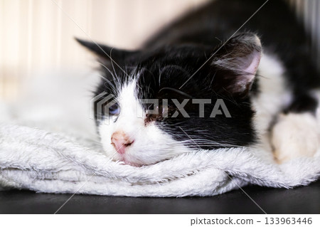 Gentle scene featuring resting cat with detailed fur and compassionate veterinary attention Gentle scene featuring resting cat with detailed fur and compassionate veterinary attention 133963446