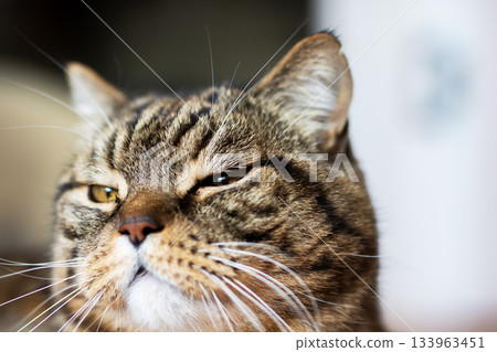 Calm and dignified older feline captured with textured fur and reflective gaze under gentle lighting 133963451