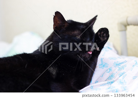 Elegant black cat selfcare scene, Relaxed domestic black cat cleaning on plush bedding surface Elegant black cat selfcare scene, Relaxed domestic black cat cleaning on plush bedding surface 133963454