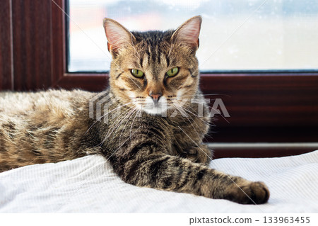 Focused feline on windowsill, Relaxed cat attentively watching outside from windowsill 133963455